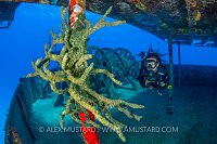 Sponge Growth On Kittiwake. Cayman Islands