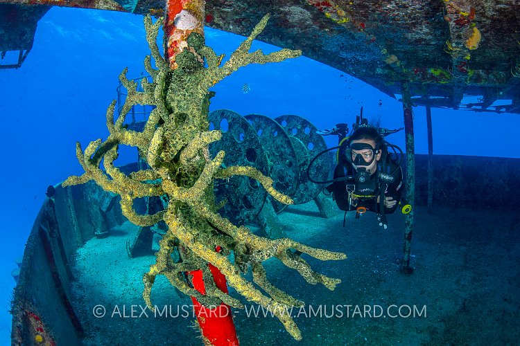 Sponge Growth On Kittiwake. Cayman Islands