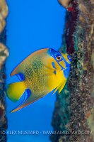 Angelfish On Wreck. Cayman Islands