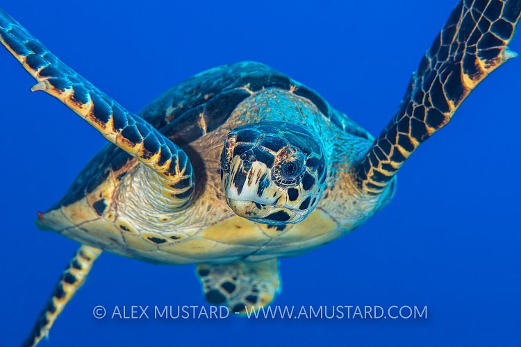 Hawksbill Turtle. Cayman Islands