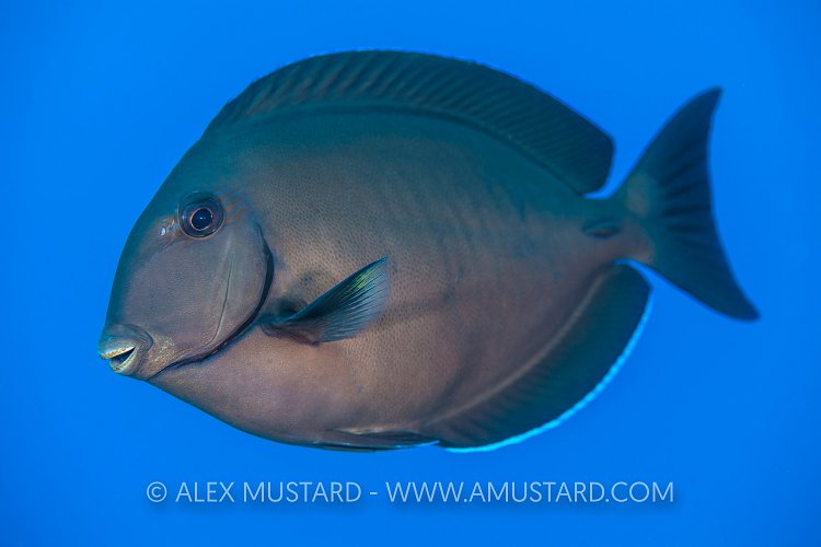 Doctorfish. Cayman Islands