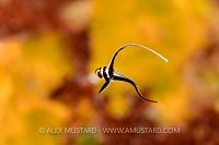 Spotted Drum On Wreck. Cayman Islands