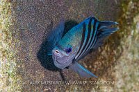 Sergeant Major On Deck. Cayman Islands