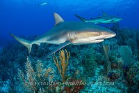 Sharks On The Reef. Cayman Islands.