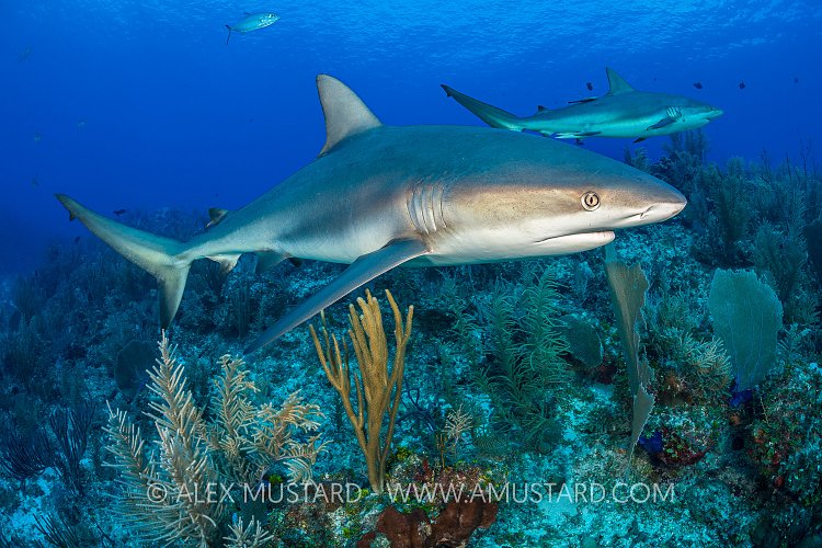 Sharks On The Reef. Cayman Islands.