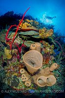 Diver Over Wall. Cayman Islands