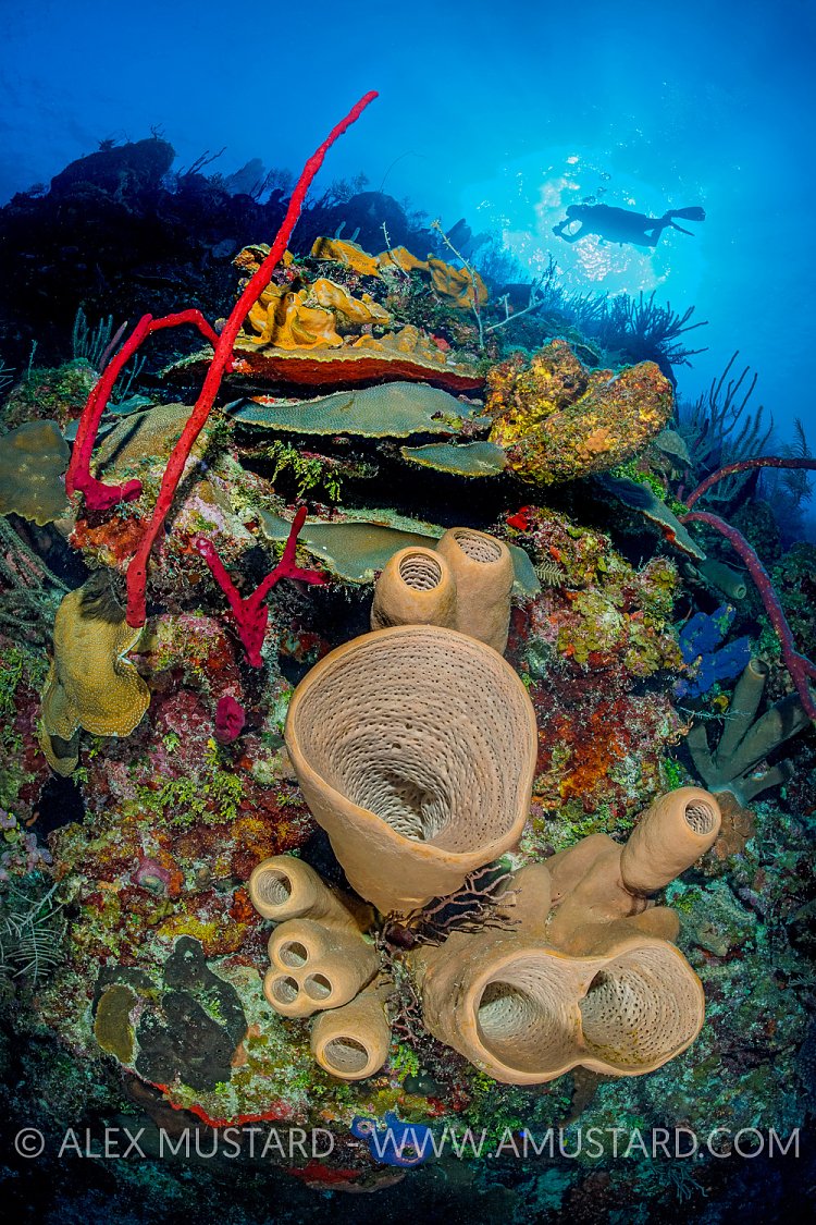 Diver Over Wall. Cayman Islands