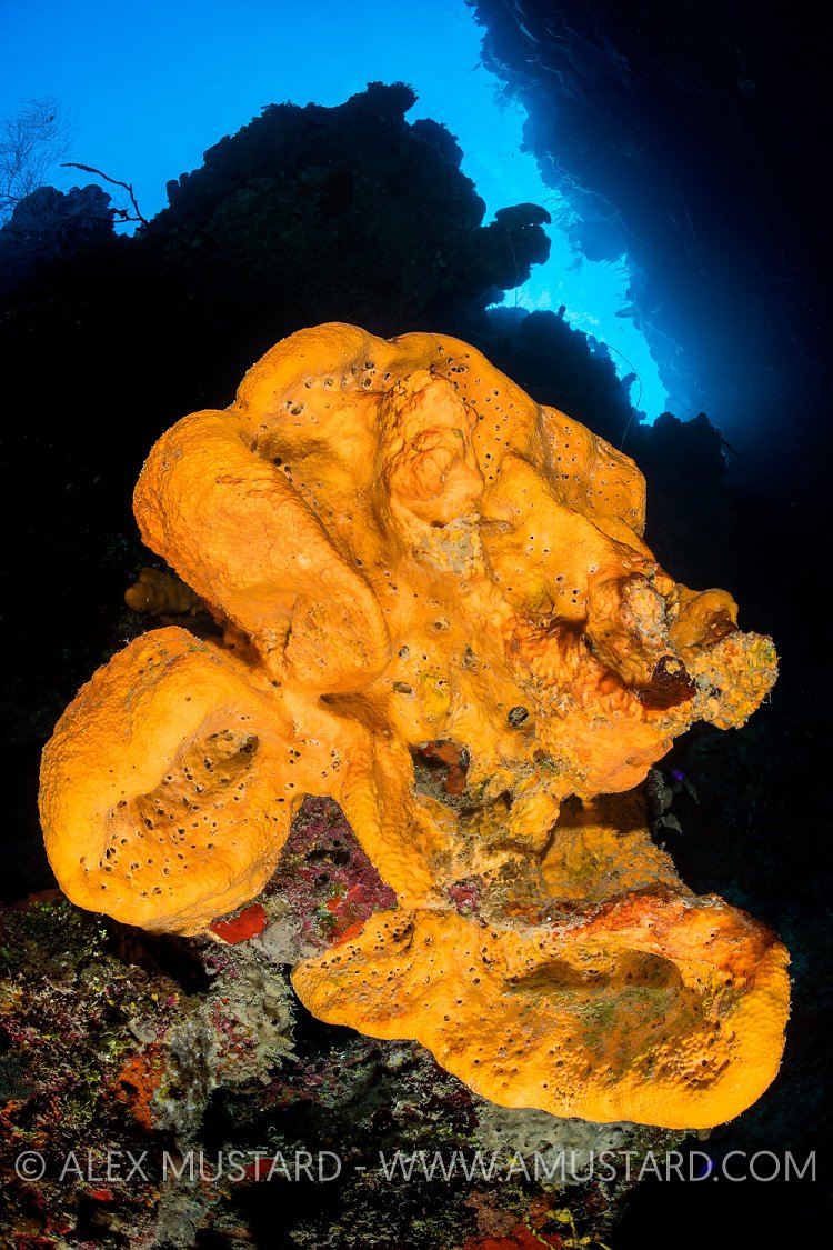Elephant Ear Sponge. Cayman Islands