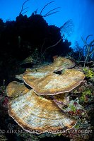 Partial Bleached Coral. Cayman Islands.