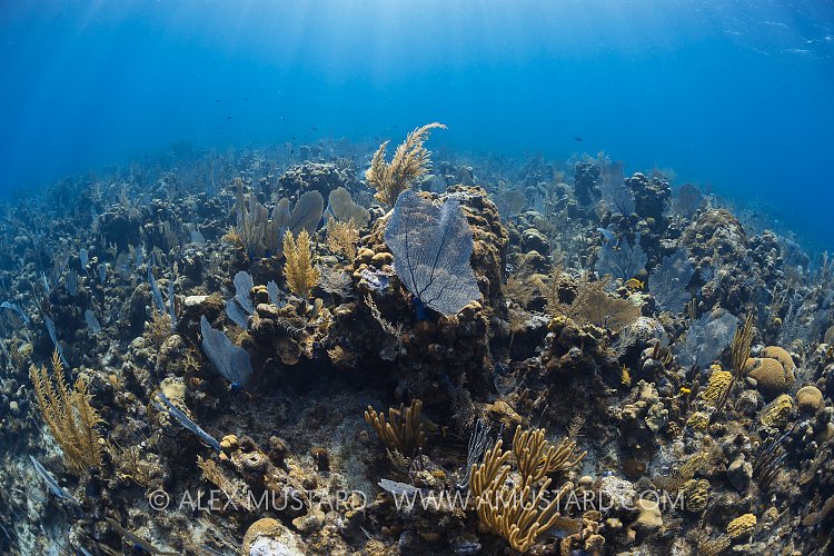 Shallow Water Reef Scenery. Cayman Islands