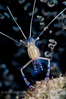 Cleaner Shrimp Portrait. Cayman Islands