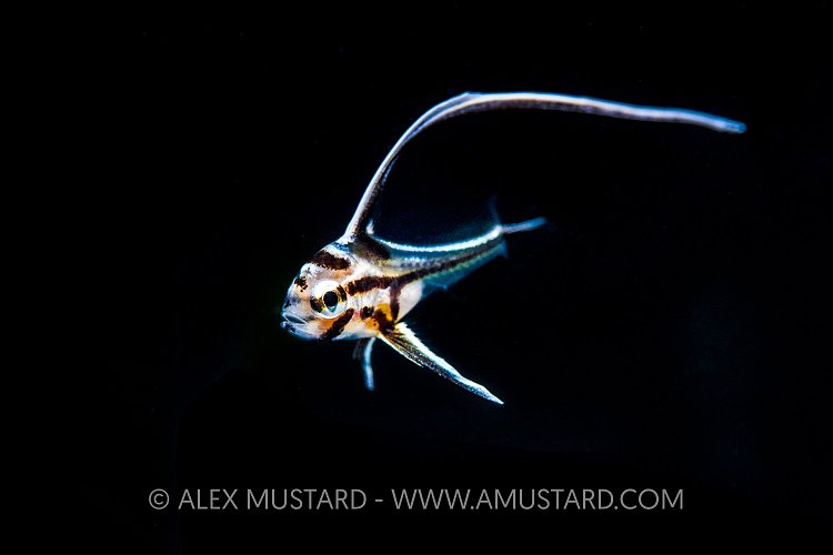 Juvenile Highhat. Cayman Islands