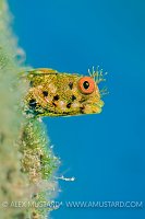 Golden Roughhead Blenny. Cayman Islands