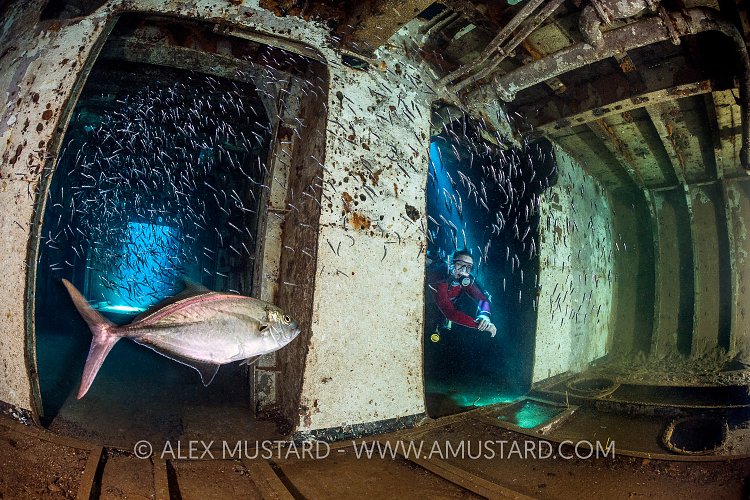Kittiwake Beneath The Decks. Cayman Islands