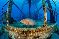 Tiger Grouper On Wreck. Cayman Islands