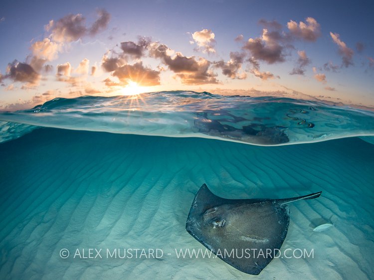 Stingray And Clouds. Cayman Islands