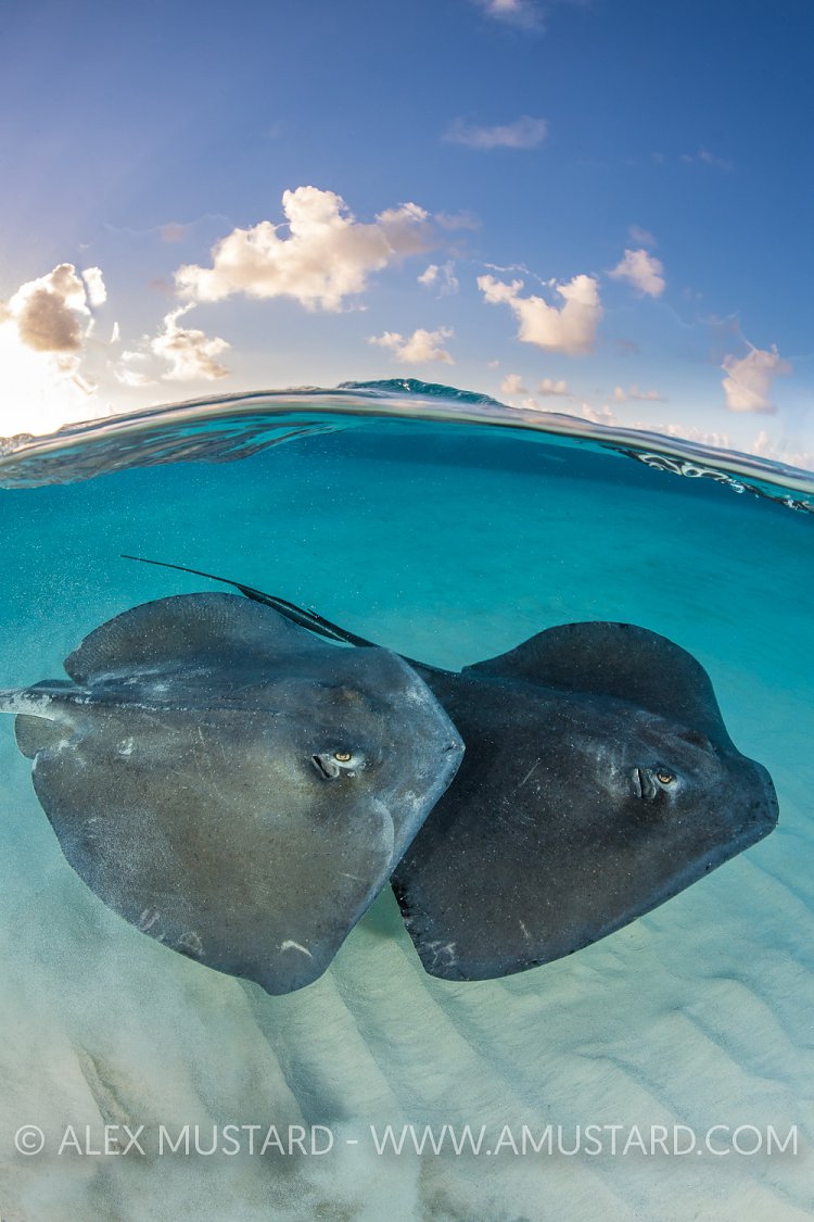 Stingray Split With Clouds. Cayman Islands