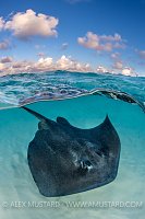Stingray Split With Clouds. Cayman Islands