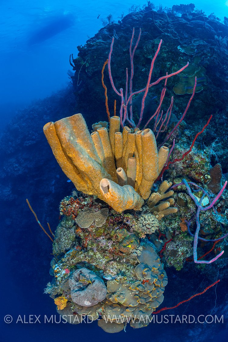Sponges On The Wall. Cayman Islands