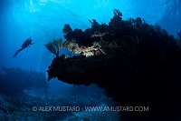 Dragons Lair. Cayman Islands