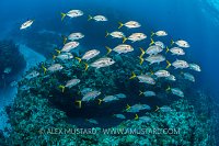 Horse Eye Jacks. Cayman Islands