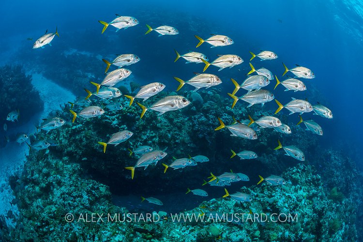 Horse Eye Jacks. Cayman Islands