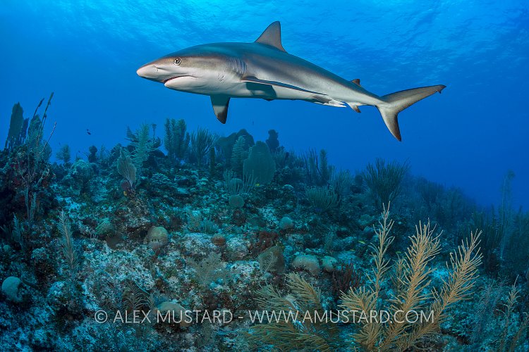Reef Shark Over Reef. Cayman Islands