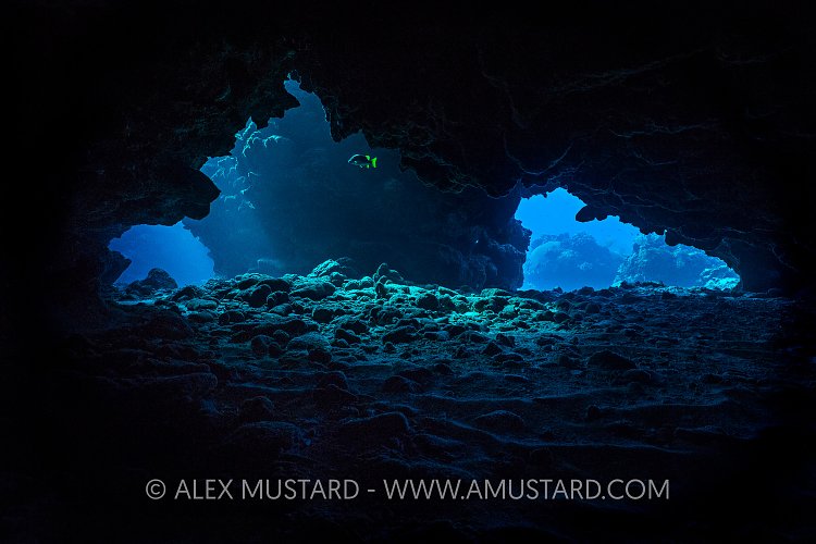 Beneath The Reef. Cayman Islands