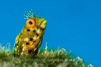 Yellow Blenny. Cayman Islands