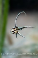 Juvenile Highhat. Cayman Islands