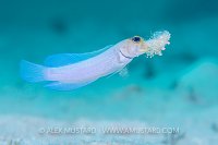 Jawfish Construction. Cayman Islands