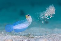 Jawfish Construction. Cayman Islands
