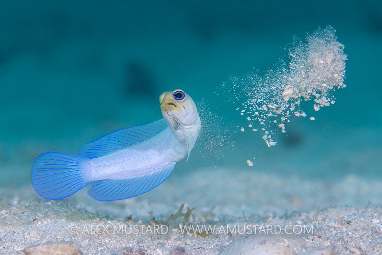 Jawfish Construction. Cayman Islands