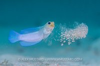Jawfish Construction. Cayman Islands