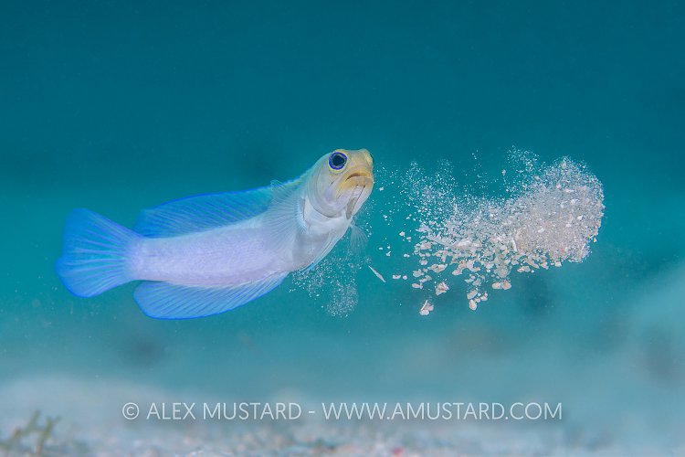 Jawfish Construction. Cayman Islands