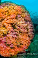 Super Colourful Soft Corals. Indonesia