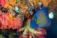 Angel And Soft Coral. Indonesia