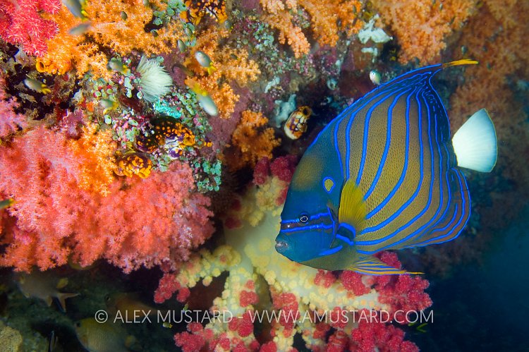 Angel And Soft Coral. Indonesia