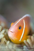 Anemonefish Portrait. Fiji
