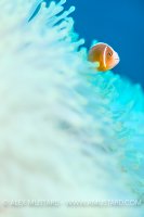 Anemonefish In Bleached Anemone. Fiji