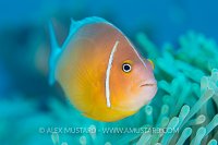 Anemonefish Portrait. Fiji