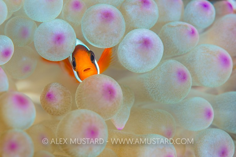 Juvenile Fiji Anemonefish. Fiji