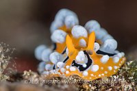 Nudibranch. Indonesia