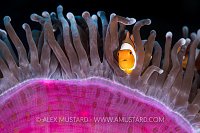 Clownfish Looks Out. Indonesia