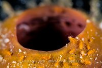 Don't Jump! Indonesia