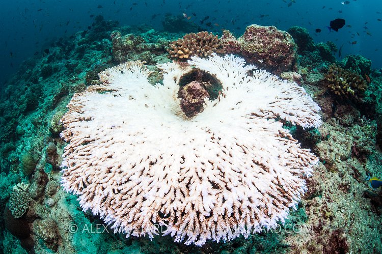 Bleached Coral. Maldives