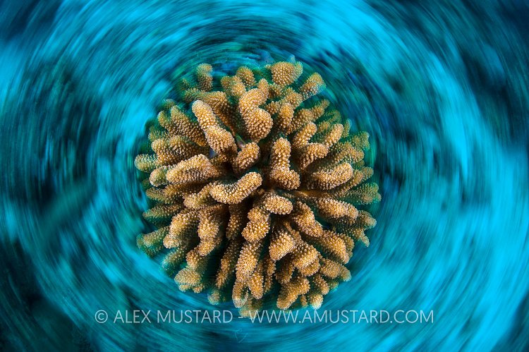 Coral Spin. Maldives.