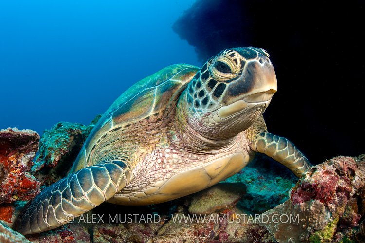 Resting Green Turtle. Maldives