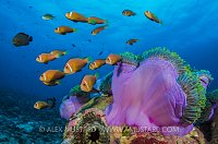 Anemonefish Gang. Maldives