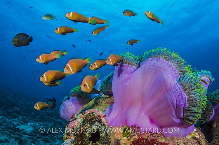 Anemonefish Gang. Maldives